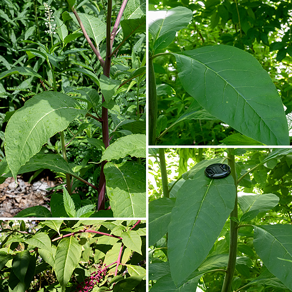 Pokeweed is a native, bushy herbaceous plant up to 8' tall. The stems are round, hairless, and light green initially becoming purplish-red with maturity. The leaves are quite large (up to 10" long and 4" wide), alternate, and with smooth margins. Overall, the leaves are oval with a sharp point, tapering to short (