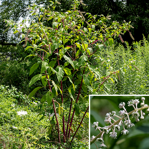 Pokeweed is a native, bushy herbaceous plant up to 8' tall. The stems are round, hairless, and light green initially becoming purplish-red with maturity. The leaves are quite large (up to 10" long and 4" wide), alternate, and with smooth margins. Pokeweed inflorescences are cylindrical, 3-6" long and 1" in diameter with 1/4" flowers radiating in all directions on short green pedicels. Pokeweed is impossible to confuse with any other local plant. Young leaves of pokeweed are edible (if boiled and drained several times to make "poke sallat") but all parts of the mature plants are toxic (primarily from triterpene saponins) to most mammals; birds are not affected. Children appear to be especially sensitive and may need hospitalization after eating only a few ripe berries.