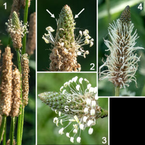 English plantain is a Eurasian exotic that is a familiar lawn weed, one with a wirelike, leafless, five-angled flower stalk 6-18" tall. At the tip of the flower stalk is a 1/2-3" long cylindrical flower spike, initially grey-green but turning brownish as the flowers open. Individual flowers have four sepals, and four petals, but their most obvious character is the long filamentous stamens with white anthers which protrude in all directions from the flower spike. The styles are white, filamentous, and fuzzy. The flowers usually open sequentially from the bottom to the top of the flower spike, first as functional females with protruding styles, then as functional males with prominent stamens; the flower spikes thus typically consist of (from top to bottom): (1) unopened buds, (2) flowers with functional styles, (3) flowers with functional stamens, (4) developing seed pods. The flowers are wind-pollinated.