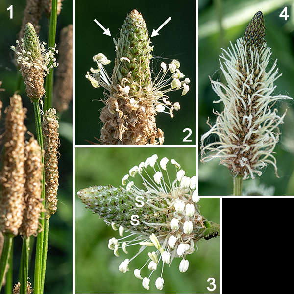 English plantain is a Eurasian exotic that is a familiar lawn weed, one with a wirelike, leafless, five-angled flower stalk 6-18" tall. At the tip of the flower stalk is a 1/2-3" long cylindrical flower spike, initially grey-green but turning brownish as the flowers open. Individual flowers have four sepals, and four petals, but their most obvious character is the long filamentous stamens with white anthers which protrude in all directions from the flower spike. The styles are white, filamentous, and fuzzy. The flowers usually open sequentially from the bottom to the top of the flower spike, first as functional females with protruding styles, then as functional males with prominent stamens; the flower spikes thus typically consist of (from top to bottom): (1) unopened buds, (2) flowers with functional styles, (3) flowers with functional stamens, (4) developing seed pods. The flowers are wind-pollinated.