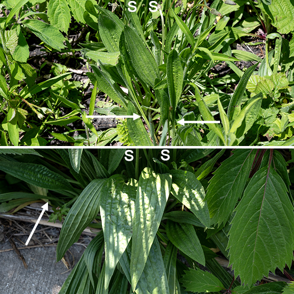 English plantain leaves are basal, narrow (1/2-1.5"), and usually 10-15" long with three, five, or seven parallel veins and a long, thin petiole; the leaves lie low and parallel to the ground. The flowers usually open sequentially from the bottom to the top of the flower spike, first as functional females with protruding styles, then as functional males with prominent stamens; the flower spikes thus typically consist of (from top to bottom): (1) unopened buds, (2) flowers with functional styles, (3) flowers with functional stamens, (4) developing seed pods. The flowers are wind-pollinated.