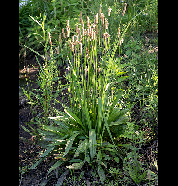 English plantain is a Eurasian exotic that is a familiar lawn weed, one with a wirelike, leafless, five-angled flower stalk 6-18" tall. The leaves are basal, narrow (1/2-1.5"), and usually 10-15" long with three, five, or seven parallel veins; the leaves lie low and parallel to the ground. At the tip of the flower stalk is a 1/2-3" long cylindrical flower spike, initially grey-green but turning brownish as the flowers open. Individual flowers have four sepals, and four petals, but their most obvious character is the long filamentous stamens with white anthers which protrude in all directions from the flower spike. The styles are white, filamentous, and fuzzy. The flowers usually open sequentially from the bottom to the top of the flower spike, first as functional females with protruding styles, then as functional males with prominent stamens; the flower spikes thus typically consist of (from top to bottom): (1) unopened buds, (2) flowers with functional styles, (3) flowers with functional stamens, (4) developing seed pods. The flowers are wind-pollinated.