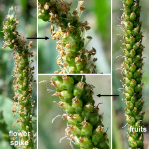 Common plantain is an introduced plant commonly found in lawns and disturbed areas. The flower stalks are erect, 4-20" long; the lower third is green and unadorned while the upper two-thirds is densely covered with 1/8" green flowers. Individual flowers consist of four green sepals with a green keel and membranous margins above a single green bract, four filamentous stamens with tan to purplish anthers, a single white style, and a four small, papery, petals. The flowers are wind-pollinated. The fruits are rounded, egg-shaped capsules about 1/8" long. Common plantain is nearly indistinguishable from (the native) black-seeded plantain (Plantago rugelii); the two species differ only in the details of the sepals and seed pods. (Common plantain's seed capsule is egg-shaped and splits around the middle; black-seeded plantain's seed capsule are 2-3 times longer than wide splits nearer the bottom.) One, more ephemeral, character may help distinguish the two species in the field. According to Minnesota Wildflowers, the base of the leaf stalks of the native species (Rugel's plantain, P. rugelii) are dark red or purple in color; the base of the leaf stalks of the exotic common plantain (P. major) are uniformly green. Rugel's plantain is probably as common and tolerant of a range of habitats as common plantain, but specimens of this plant tend to be reflexively referred to "common plantain."