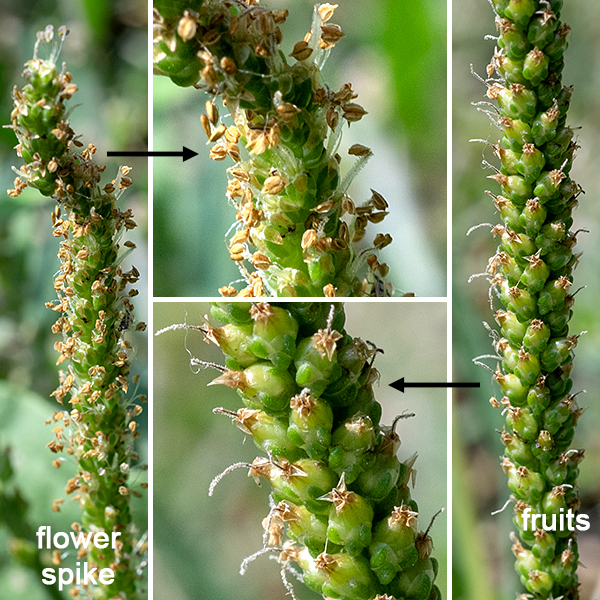 Common plantain is an introduced plant commonly found in lawns and disturbed areas. The flower stalks are erect, 4-20" long; the lower third is green and unadorned while the upper two-thirds is densely covered with 1/8" green flowers. Individual flowers consist of four green sepals with a green keel and membranous margins above a single green bract, four filamentous stamens with tan to purplish anthers, a single white style, and a four small, papery, petals. The flowers are wind-pollinated. The fruits are rounded, egg-shaped capsules about 1/8" long. Common plantain is nearly indistinguishable from (the native) black-seeded plantain (Plantago rugelii); the two species differ only in the details of the sepals and seed pods. (Common plantain's seed capsule is egg-shaped and splits around the middle; black-seeded plantain's seed capsule are 2-3 times longer than wide splits nearer the bottom.) One, more ephemeral, character may help distinguish the two species in the field. According to Minnesota Wildflowers, the base of the leaf stalks of the native species (Rugel's plantain, P. rugelii) are dark red or purple in color; the base of the leaf stalks of the exotic common plantain (P. major) are uniformly green. Rugel's plantain is probably as common and tolerant of a range of habitats as common plantain, but specimens of this plant tend to be reflexively referred to "common plantain."