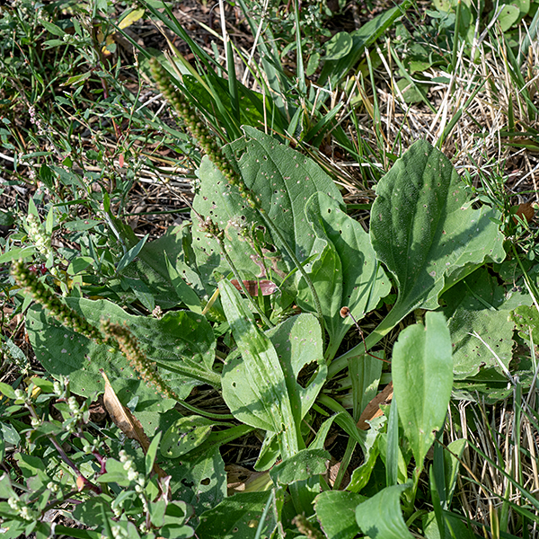 Common plantain is an introduced plant commonly found in lawns and disturbed areas. The leaves are oval with five veins radiating from the leaf base; the petioles are about the same length as the leaf blade, grooved along the upper surface. The leaves lie low and parallel to the ground. The flower stalks are erect, 4-20" long; the lower third is green and unadorned while the upper two-thirds is densely covered with 1/8" green flowers. Common plantain is nearly indistinguishable from (the native) black-seeded plantain (Plantago rugelii); the two species differ only in the details of the sepals and seed pods. (Common plantain's seed capsule is egg-shaped and splits around the middle; black-seeded plantain's seed capsule are 2-3 times longer than wide splits nearer the bottom.) One, more ephemeral, character may help distinguish the two species in the field. According to Minnesota Wildflowers, the base of the leaf stalks of the native species (Rugel's plantain, P. rugelii) are dark red or purple in color; the base of the leaf stalks of the exotic common plantain (P. major) are uniformly green. Rugel's plantain is probably as common and tolerant of a range of habitats as common plantain, but specimens of this plant tend to be reflexively referred to "common plantain."