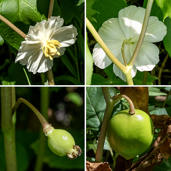 Mayapple produces a single, hairless stem that branches no more than once; each stem thus has either a single leaf (infertile stems) or two leaves (fertile stems). Fertile stems produce a solitary nodding flower, 2-3" across, that is hidden beneath the leaves where the two leaves branch on the stem. The flowers contain 6-9 brilliant white petals and a ring of 12-18 tan stamens with large, banana-shaped anthers, all surrounding a surprisingly large, yellow ovary topped with a button of a stigmata. The fruit is a large (1.5" long), ellipsoidal berry, yellow when ripe. All parts of the plant are poisonous including the green fruit, but the ripe (yellow) fruit is edible (in small quantities).