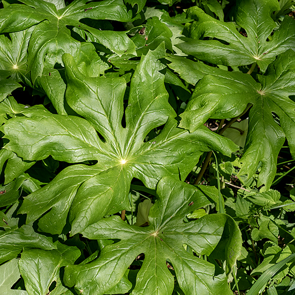 Mayapple produces a single, hairless stem that branches no more than once; each stem thus has either a single leaf (infertile stems) or two leaves (fertile stems). The leaves are up to 16" across with 5-6 deep, palmate lobes (infertile) or 6-9 deep, palmate lobes (fertile stems). Fertile stems produce a solitary nodding flower, 2-3" across, that is hidden beneath the leaves where the two leaves branch on the stem.