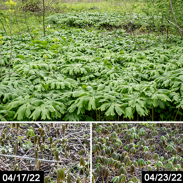 Mayapple is the only species in the genus Podophyllum. It often forms monospecific stands of 1.5' tall plants that look like cartoon palm trees but the overall effect is "spooky" not "funny" — clearly mayapple efficiently eliminates all competitors. Mayapple's unique form and habit can't be confused with any other plant in the Midwest. Mayapple produces a single, hairless stem that branches no more than once; each stem thus has either a single leaf (infertile stems) or two leaves (fertile stems). The leaves are up to 16" across with 5-6 deep, palmate lobes (infertile) or 6-9 deep, palmate lobes (fertile stems). Fertile stems produce a solitary nodding flower, 2-3" across, that is hidden beneath the leaves where the two leaves branch on the stem. The fruit is a large (1.5" long), ellipsoidal berry, yellow when ripe. All parts of the plant are poisonous including the green fruit, but the ripe (yellow) fruit is edible (in small quantities).