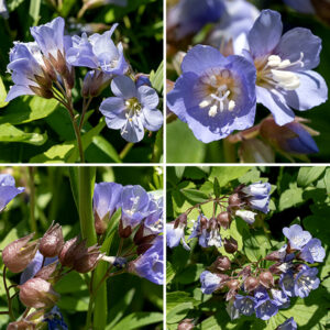 The stems and flower stalks of Jacob's ladder are green to reddish-green and hairy; the flowers occur in panicles of floppy flowers on 1" long pedicels. The flowers are bell-shaped and baby-blue in color, 3/8" across with fine longitudinal veins. There are five stamens with white anthers and a long style tipped with a Y-shaped stigma. The stamens do not project beyond the flower margins, but the style does. The fruit is an ovoid, three-celled, seed capsule about 1/4" long held in the remnants of the calyx. Jacob's ladder prefers shady woodlands. This species is similar to Greek valerian (Polemonium vanbruntiae) but the latter species has stamens that extend beyond the flower margins (and does not occur in Illinois).