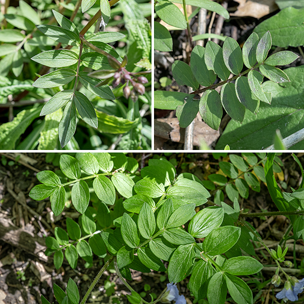 The leaves are alternate and pinnate with 5-15 opposite leaflets; the leaflets are oval, bluntly pointed with a rounded base, and smooth margins. The stems and flower stalks of Jacob's ladder are green to reddish-green and hairy; the flowers occur in panicles of floppy flowers on 1" long pedicels. Jacob's ladder prefers shady woodlands. This species is similar to Greek valerian (Polemonium vanbruntiae) but the latter species has stamens that extend beyond the flower margins (and does not occur in Illinois).