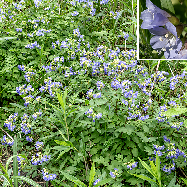 Jacob's ladder is a sprawling plant; it is a modest but very attractive early-blooming wildflower. The leaves are alternate and pinnate with 5-15 opposite leaflets; the leaflets are oval, bluntly pointed with a rounded base, and smooth margins. The stems and flower stalks of Jacob's ladder are green to reddish-green and hairy; the flowers occur in panicles of floppy flowers on 1" long pedicels. The flowers are bell-shaped and baby-blue in color, 3/8" across with fine longitudinal veins. There are five stamens with white anthers and a long style tipped with a Y-shaped stigma. The stamens do not project beyond the flower margins, but the style does. The fruit is an ovoid, three-celled, seed capsule about 1/4" long held in the remnants of the calyx. Jacob's ladder prefers shady woodlands. This species is similar to Greek valerian (Polemonium vanbruntiae) but the latter species has stamens that extend beyond the flower margins (and does not occur in Illinois).
