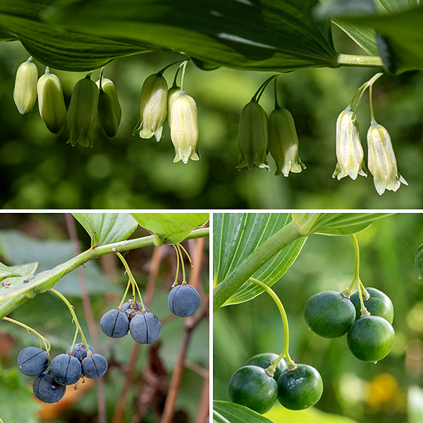 Solomon's seal is a 2-3.5' tall plant with a single, unbranched, hairless, arching stem. On the underside of the stem are 12-20 dangling clusters of flowers (2-3 flowers/cluster). The flowers are 1/2-1" long, whitish- or yellowish-green, tubular, with six lobes/tepals fused for most of their length but that flare slightly at their tips; the interior of the flower contains six stamens with yellow anthers and a single style. The fruit is a 1/4" diameter spherical berry, initially green, dark blue-violet or -black when mature. When in bloom or bearing fruit, Solomon's seal is distinctive and easy to identify; when not in bloom, the leaves of Solomon's seal can be difficult to distinguish from those of false Solomon's seal (Maianthemum racemosum) and starry false Solomon's seal (Maianthemum stellatum). (Both Maianthemum sp. have short petioles on their leaves and their flowers are terminal, at the end of the stem, rather than hanging down from the stem.) Polygonatum biflorum is sometimes (incorrectly) referred to as Polygonatum commutatum. The "Solomon's seal" in the name refers to scars on the rhizome fancied to look like a Hebrew seal. I have to admit I just don't see it.
