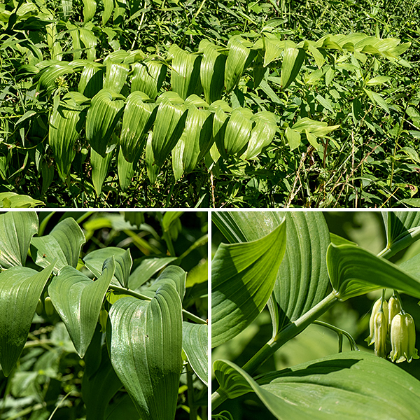 Solomon's seal is a 2-3.5' tall plant with a single, unbranched, hairless, arching stem that subtly zig-zags between the leaf nodes. The leaves are pale green, hairless, elongate ovals that taper on both ends; they are alternate, sessile or clasp the stem, parallel-veined, and up to 6" long and 3" wide. On the underside of the stem are 12-20 dangling clusters of flowers or fruit. When in bloom or bearing fruit, Solomon's seal is distinctive and easy to identify; when not in bloom, the leaves of Solomon's seal can be difficult to distinguish from those of false Solomon's seal (Maianthemum racemosum) and starry false Solomon's seal (Maianthemum stellatum). (Both Maianthemum sp. have short petioles on their leaves and their flowers are terminal, at the end of the stem, rather than hanging down from the stem.) Polygonatum biflorum is sometimes (incorrectly) referred to as Polygonatum commutatum. The "Solomon's seal" in the name refers to scars on the rhizome fancied to look like a Hebrew seal. I have to admit I just don't see it.