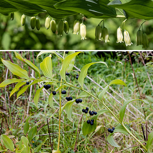 Solomon's seal is a 2-3.5' tall plant with a single, unbranched, hairless, arching stem that subtly zig-zags between the leaf nodes. On the underside of the stem are 12-20 dangling clusters of flowers (2-3 flowers/cluster). The flowers are 1/2-1" long, whitish- or yellowish-green, tubular, with six lobes/tepals fused for most of their length but that flare slightly at their tips; the interior of the flower contains six stamens with yellow anthers and a single style. The fruit is a 1/4" diameter spherical berry, initially green, dark blue-violet or -black when mature. When in bloom or bearing fruit, Solomon's seal is distinctive and easy to identify; when not in bloom, the leaves of Solomon's seal can be difficult to distinguish from those of false Solomon's seal (Maianthemum racemosum) and starry false Solomon's seal (Maianthemum stellatum). (Both Maianthemum sp. have short petioles on their leaves and their flowers are terminal, at the end of the stem, rather than hanging down from the stem.) Polygonatum biflorum is sometimes (incorrectly) referred to as Polygonatum commutatum. The "Solomon's seal" in the name refers to scars on the rhizome fancied to look like a Hebrew seal. I have to admit I just don't see it.