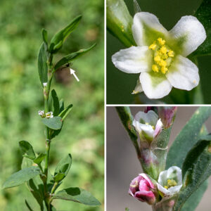 Prostrate knotweed is a summer-blooming Eurasian exotic that is widespread and ubiquitous across Illinois. One to five 2-3 mm long flowers occur in a cluster at the base of the leaves; the flowers have very short petioles but may appear sessile. Individual flowers have five white or green and white sepals, no petals, five or eight stamens with yellow anthers, and three styles (one for each carpel) fused into a single pistil with a tripartite yellow stigma fringed with short hairs. The fruit develops within the persistant sepals of the flower. Prostrate knotweed is not fussy about its habitat and withstands a fair amount of foot traffic.