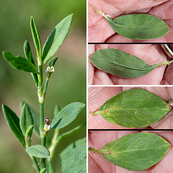 Prostrate knotweed is a summer-blooming Eurasian exotic that is widespread and ubiquitous across Illinois. The stems are up to 3' long, prostrate or erect to greater or lesser degrees. The leaves are alternate, green or blue-green in color, up to 1" long and a third as wide, oblong or elliptical, and hairless with smooth margins. An ochrea (membranous sheath) wraps around the stem and leaf petiole at the leaf nodes, hiding the petioles. The ochrea turns brown and ragged as it ages. One to five 2-3 mm long flowers occur in a cluster at the base of the leaves; the flowers have very short petioles but may appear sessile. Individual flowers have five white or green and white sepals, no petals, five or eight stamens with yellow anthers, and three styles (one for each carpel) fused into a single pistil with a tripartite yellow stigma fringed with short hairs. The fruit develops within the persistant sepals of the flower. Prostrate knotweed is not fussy about its habitat and withstands a fair amount of foot traffic.