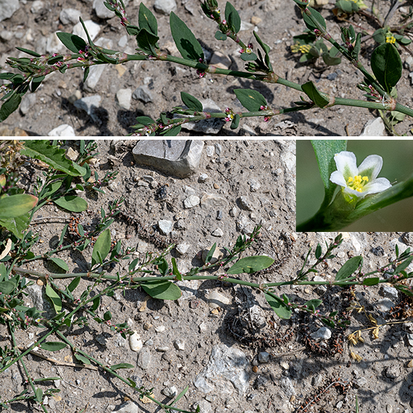 Prostrate knotweed is a summer-blooming Eurasian exotic that is widespread and ubiquitous across Illinois. The stems are up to 3' long, prostrate or erect to greater or lesser degrees. The leaves are alternate, green or blue-green in color, up to 1" long and a third as wide, oblong or elliptical, and hairless with smooth margins. An ochrea (membranous sheath) wraps around the stem and leaf petiole at the leaf nodes, hiding the petioles. The ochrea turns brown and ragged as it ages. One to five 2-3 mm long flowers occur in a cluster at the base of the leaves; the flowers have very short petioles but may appear sessile. Individual flowers have five white or green and white sepals, no petals, five or eight stamens with yellow anthers, and three styles (one for each carpel) fused into a single pistil with a tripartite yellow stigma fringed with short hairs. The fruit develops within the persistant sepals of the flower. Prostrate knotweed is not fussy about its habitat and withstands a fair amount of foot traffic.