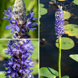 Pickerel weed is an aquatic plant with emergent leaves and flower spikes; it is native to  the New World. Each flower stalk is up to 3' tall (usually shorter) and bears a single leaf whose petiole is wrapped by a thin sheath. The flower stalks bear a flower spike ~5" long, densely covered with blue-violet flowers and unopened flower buds; below the spike, the flower stalk is wrapped in a sheath. Individual flowers are ~1/2 across; the corolla has three upper lobes (with 1-2 yellow spots on the middle lobe) and an additional three lower lobes; the exterior of the buds and the flowers is covered with long, white hairs. There are six stamens, usually three emergent and three recessed deep in the flower. Like purple loosestrife (Lythrum salicaria), pickerel weed has tristylous flowers with each plant producing flowers with one of three distinct lengths of the styles (and thus the position of the stigma) and three complementary lengths of the stamens (call them long, medium, and short). If the styles are L, the stamens are M and S; if the styles are M, the stamens are L and S, and if the styles are S, the stamens are L and M. Presumably, these complications enhance genetic outcrossing. For more information, see Price and Barrett (1984) Biol. J. Linn. Soc. 21: 315-329 and Gettys and Wofford (2008) J. Heredity 99: 558-563.