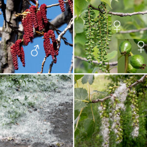 Eastern cottonwood is dioecious; flowers are either male or female and occur on separate trees. The flowers, whether staminate or pistillate, are produced on catkins 2-3" long; the flowers are wind pollinated. Male catkins are produced in clusters of 2-4 near branch tips; they are bright red or yellow, cylindrical, and densely covered with male florets. The male florets have a fringed bract at their base, above which is a basal disc with 30-40 reddish or yellowish stamens. Female catkins are solitary (not in groups), cylindrical, and green, covered with numerous female florets on slender petioles. Each female floret rests on a fringed bract above which is a dish-shaped three- or four-carpelled basal disc with a single, oval pistil about 8 mm long with 2-4 apical, yellowish, flattened stigmas with undulate margins. After fertilization, the female catkins elongate to a length of 4-6" while individual ovaries enlarge; at maturity, each fruit splits to release 30-50, 2 mm long, seeds suspended on cottony hairs. The seeds are both wind and water dispersed.