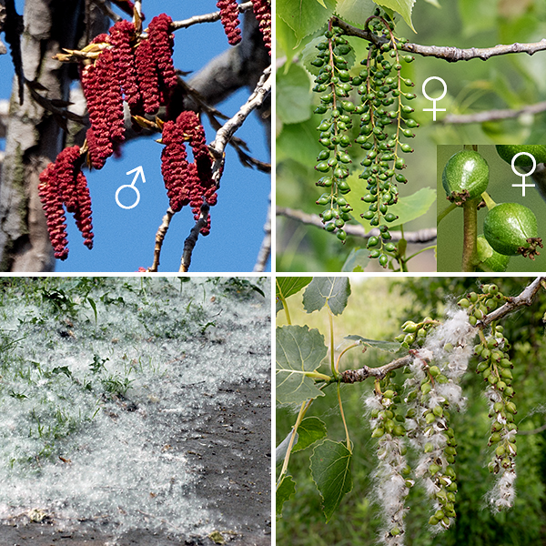Eastern cottonwood is dioecious; flowers are either male or female and occur on separate trees. The flowers, whether staminate or pistillate, are produced on catkins 2-3" long; the flowers are wind pollinated. Male catkins are produced in clusters of 2-4 near branch tips; they are bright red or yellow, cylindrical, and densely covered with male florets. The male florets have a fringed bract at their base, above which is a basal disc with 30-40 reddish or yellowish stamens. Female catkins are solitary (not in groups), cylindrical, and green, covered with numerous female florets on slender petioles. Each female floret rests on a fringed bract above which is a dish-shaped three- or four-carpelled basal disc with a single, oval pistil about 8 mm long with 2-4 apical, yellowish, flattened stigmas with undulate margins. After fertilization, the female catkins elongate to a length of 4-6" while individual ovaries enlarge; at maturity, each fruit splits to release 30-50, 2 mm long, seeds suspended on cottony hairs. The seeds are both wind and water dispersed.