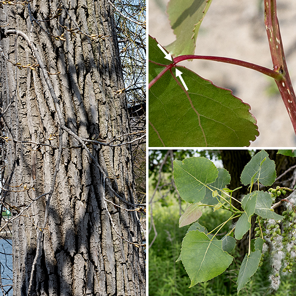 Eastern cottonwood (a.k.a., plains cottonwood, Populus deltoides) is a native deciduous tree that can reach heights of 60-120' at maturity with a trunk as much as 11.5' in diameter. These are not long-lived trees, despite their size — a 75-year-old cottonwood is elderly. The bark of the trunk is light or ash brown and deeply furrowed; the bark on the branchlets is initially yellow-brown, becoming tan by their third year. The leaves of Eastern cottonwood are distinctive — rather than having petioles that are round or oval in cross section, the petiole of Eastern cottonwood leaves is laterally flattened distally (i.e., flattened in a plane at right angles to the plane of the leaf blade), usually with a pair of small glands on the leaf blade where the petiole joins the blade. It has been suggested that this flattening permits the leaf to flutter in the slightest breeze, presumably helping keep the leaf temperature low enough for efficient photosynthesis. The leaves themselves are alternate, 4-5" long and 3-4" across, shaped like an equilateral triangle with a slender tip; there are slightly hooked teeth around the leaf margins. The upper leaf surface is medium green in color; the lower leaf surface is pale green and dull. Cottonwoods depend on their seeds lodging near enough a persistant body of water or stream that the seeds can germinate and prosper. Indeed, it is an interesting exercise to map the locations of the cottonwoods in Hyde Park. Most of the local cottonwoods are reaching the end of their expected lifespan (~100 years), but a map of the trees will reveal streams in Hyde Park that have long since been diverted into culverts or concreted over, their course shown today only by the cottonwood saplings they nurtured a century ago.