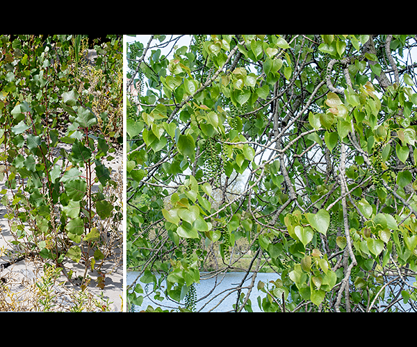 Eastern cottonwood (a.k.a., plains cottonwood, Populus deltoides) is a native deciduous tree that can reach heights of 60-120' at maturity with a trunk as much as 11.5' in diameter. These are not long-lived trees, despite their size — a 75-year-old cottonwood is elderly. Cottonwoods depend on their seeds lodging near enough a persistant body of water or stream that the seeds can germinate and prosper. Indeed, it is an interesting exercise to map the locations of the cottonwoods in Hyde Park. Most of the local cottonwoods are reaching the end of their expected lifespan (~100 years), but a map of the trees will reveal streams in Hyde Park that have long since been diverted into culverts or concreted over, their course shown today only by the cottonwood saplings they nurtured a century ago.