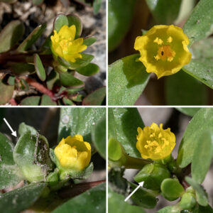 Common purslane has no inflorescence per se; flowers occur alone or in small terminal clusters. Individual flowers are 1/8-1/4" across with two or four green sepals, 4-6 yellow petals with notched tips, 6-12 stamens with yellow anthers, and a five-lobed style with 3-6 stigmas. Fertilized flowers are replaced by an oval or urn-shaped capsule about 8 mm long that splits open along a meridional seam to release the tiny, dark brown or black seeds.