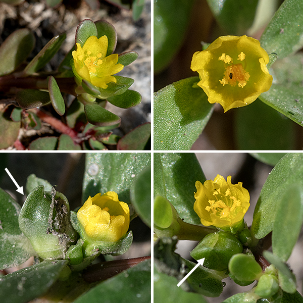 Common purslane has no inflorescence per se; flowers occur alone or in small terminal clusters. Individual flowers are 1/8-1/4" across with two or four green sepals, 4-6 yellow petals with notched tips, 6-12 stamens with yellow anthers, and a five-lobed style with 3-6 stigmas. Fertilized flowers are replaced by an oval or urn-shaped capsule about 8 mm long that splits open along a meridional seam to release the tiny, dark brown or black seeds.