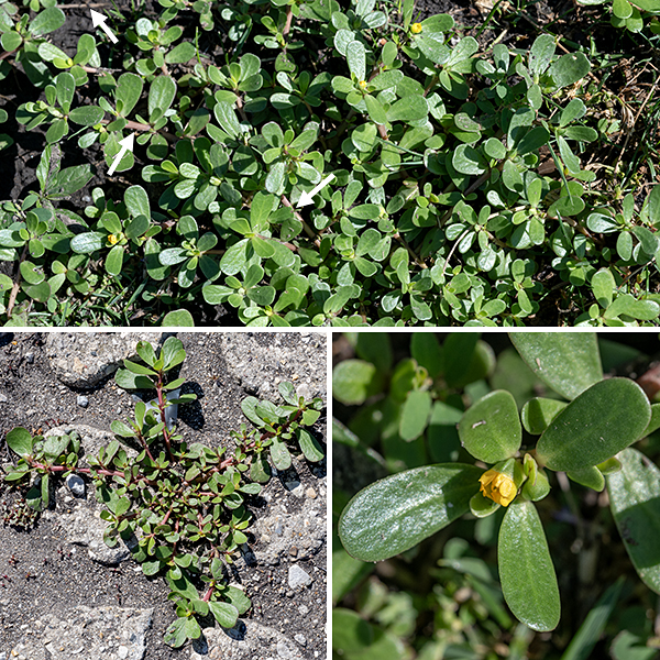 Common purslane is an Old-World native that has spread world-wide; it was introduced to North America in the 17th century as a cultivated salad- or potherb but is today generally regarded as a "weed." The plant is a mat-former; the mat can be up to six inches thick and several feet across. The taproot may be up to 4" long. The overall appearance is of a fleshy succulent with thick leaves and prostrate stems. The stems are reddish, smooth, thick, and appear rubbery; they branch rapidly. The leaves are alternate sometimes appearing nearly opposite or whorled, up to 1" long and half as wide, sessile, spatulate or egg-shaped with the broadest part near the tip, and shiny green in color. In general, this species prefers disturbed habitats and is tolerant of high salt levels (so is often found along roads). This humble plant is one of the few to use both C4 and CAM photosynthetic pathways (usually mutually incompatible); it is a rich source of alpha-linolenic acid, an essential omega-3 fatty acid, and a variety of antioxidants. All parts of the plant are edible, raw or cooked.