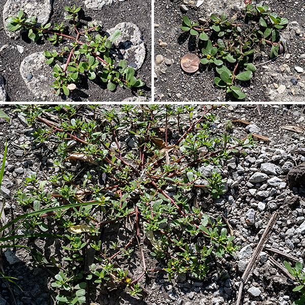 Common purslane is an Old-World native that has spread world-wide; it was introduced to North America in the 17th century as a cultivated salad- or potherb but is today generally regarded as a "weed." The plant is a mat-former; the mat can be up to six inches thick and several feet across. The taproot may be up to 4" long. The overall appearance is of a fleshy succulent with thick leaves and prostrate stems. The stems are reddish, smooth, thick, and appear rubbery; they branch rapidly. The leaves are alternate sometimes appearing nearly opposite or whorled, up to 1" long and half as wide, sessile, spatulate or egg-shaped with the broadest part near the tip, and shiny green in color. In general, this species prefers disturbed habitats and is tolerant of high salt levels (so is often found along roads). This humble plant is one of the few to use both C4 and CAM photosynthetic pathways (usually mutually incompatible); it is a rich source of alpha-linolenic acid, an essential omega-3 fatty acid, and a variety of antioxidants. All parts of the plant are edible, raw or cooked.