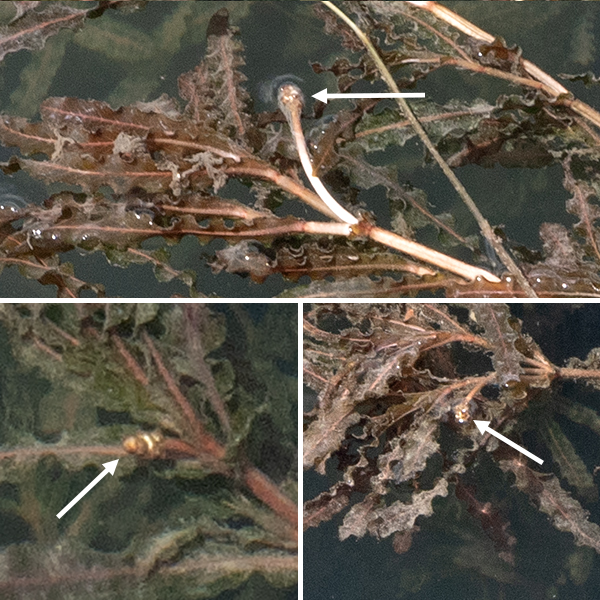 In late spring and early summer, curly pondweed produces both flowers and turions (a detachable, dormant bud, a.k.a. a "winter bud"). Cylindrical flower spikes 1-1.5" long arise from the tips of the stems or the axils of upper leaves; peduncles up to 3" long hold the flower spikes just above the water. Each flower spike may have 3-5 whorls of flowers. Individual flowers are tiny (3 mm across); they consist of four greenish-brown or greenish-red sepals, four stamens with a ladle-shaped appendage, and four ovules topped by a four-part style. Flowers may be pollinated by either wind or water. Fertilized ovules produce a dry seed (a maximum of four per flower) that is generally oval but asymmetrical in detail with a knobby keel along one edge and a long, curved beak or tooth at the opposite end. Seed germination has never been observed. Simultaneously, the plant produces turions — rosettes of small, holly-like leaves that overall have a cone-like appearance — from the tips of stems and leaf axils. After the fruits and the turions are released, the rest of the plant degenerates over the course of the summer. The turions sink to the bottom of the water body and root, forming small plants that overwinter.