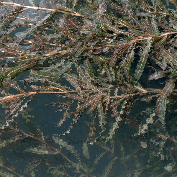 Curly pondweed was introduced from Eurasia in the 19th century (first collected ~1840); it is now naturalized across North America. This is the only species of pondweed in North America with serrate ("saw-like") leaf margins. The stems are light green or yellowish-white, about 2 mm across, and slightly flattened. The leaves are alternate, all about the same size (1.5-3" long, 1/4-1/2" across), sessile, various dark shades of green, mechanically stiff, with a prominent central vein and a basal sheath about 1 cm long. The margins of the leaves are serrated.