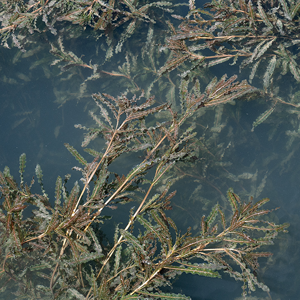 Curly pondweed was introduced from Eurasia in the 19th century (first collected ~1840); it is now naturalized across North America. This is the only species of pondweed in North America with serrate ("saw-like") leaf margins. The stems are light green or yellowish-white, about 2 mm across, and slightly flattened. The leaves are alternate, all about the same size (1.5-3" long, 1/4-1/2" across), sessile, various dark shades of green, mechanically stiff, with a prominent central vein and a basal sheath about 1 cm long. The margins of the leaves are serrated. In late spring and early summer, curly pondweed produces both flowers and turions (a detachable, dormant bud, a.k.a. a "winter bud"). Cylindrical flower spikes 1-1.5" long arise from the tips of the stems or the axils of upper leaves; peduncles up to 3" long hold the flower spikes just above the water. Each flower spike may have 3-5 whorls of flowers. Individual flowers are tiny (3 mm across); they consist of four greenish-brown or greenish-red sepals, four stamens with a ladle-shaped appendage, and four ovules topped by a four-part style. Flowers may be pollinated by either wind or water. Fertilized ovules produce a dry seed (a maximum of four per flower) that is generally oval but asymmetrical in detail with a knobby keel along one edge and a long, curved beak or tooth at the opposite end. Seed germination has never been observed. Simultaneously, the plant produces turions — rosettes of small, holly-like leaves that overall have a cone-like appearance — from the tips of stems and leaf axils. After the fruits and the turions are released, the rest of the plant degenerates over the course of the summer. The turions sink to the bottom of the water body and root, forming small plants that overwinter. Curly pondweed prefers water bodies with slow currents and high alkalinity; in Lake Michigan, it is largely limited to boat harbors.