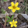 Silverweed is a low, sprawling native plant that occurs everywhere in North America from the southwest through northern Canada. The prominent red stolons give rise to both new rooted nodes where the stolons encounter wet soil and may also give rise to new leaves. There is a basal rosette of large (12" long x 4" wide) odd-pinnate leaves with 5-11 opposite leaflet pairs and a single terminal leaflet. Flower pedicels 2-6" long arise from stolon nodes. The flowers are bright yellow, solitary, and 3/4" across. Each flower has five light green, hairy sepals; 5-15 oval, yellow petals; a ring of ~20 yellow stamens with large flat anthers; and a central disc of 20 to over 100 yellow pistils. The sepals are shorter than the petals. Silverweed prefers sandy habitats like beaches.