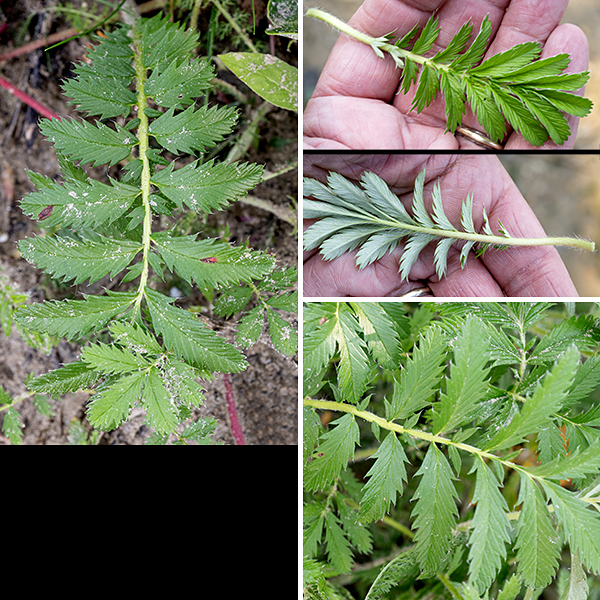 Silverweed is a low, sprawling native plant that occurs everywhere in North America from the southwest through northern Canada; Illinois, Indiana, Ohio, and New York are the southern limits of its range in the east. The prominent red stolons give rise to both new rooted nodes where the stolons encounter wet soil and may also give rise to new leaves. There is a basal rosette of large (12" long x 4" wide) odd-pinnate leaves with 5-11 opposite leaflet pairs and a single terminal leaflet. The leaf petioles and rachises are stout, covered with long hairs, and may be light green, red, or yellow. The leaflets are twice as long as wide, dark green on top, silvery white on the underside (from short, dense hairs), with deeply saw-toothed margins. The compound leaves that arise from the stolons are similar to the basal leaves, but smaller (4" x 1"). Silverweed prefers sandy habitats like beaches.