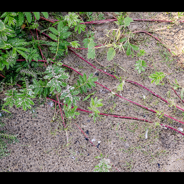 Silverweed is a low, sprawling native plant that occurs everywhere in North America from the southwest through northern Canada; Illinois, Indiana, Ohio, and New York are the southern limits of its range in the east. The prominent red stolons give rise to both new rooted nodes where the stolons encounter wet soil and may also give rise to new leaves. There is a basal rosette of large (12" long x 4" wide) odd-pinnate leaves with 5-11 opposite leaflet pairs and a single terminal leaflet. The leaf petioles and rachises are stout, covered with long hairs, and may be light green, red, or yellow. The leaflets are twice as long as wide, dark green on top, silvery white on the underside (from short, dense hairs), with deeply saw-toothed margins. The compound leaves that arise from the stolons are similar to the basal leaves, but smaller (4" x 1"). Silverweed prefers sandy habitats like beaches.