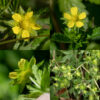 Rough cinquefoil is considered to be native to both North America and Eurasia. Flowers may develop from the axils of the upper leaves but more usually occur (as a panicle of cymes) in a terminal inflorescence on flower stalks 1-2' tall. The flowers are small (1/3-1/2") and pale yellow; the petals are distinctly heart-shaped with narrow bases and the sepals are triangular and slightly longer than petals. About 15-20 yellow stamens surround a dome-shaped, yellow receptacle covered with styles. Beneath the sepals are five green oval bracts about the same length as the sepals when the flower is in bloom. Fruits develop as dry seeds (achenes) in the persistent flower calyx. Note that rough cinquefoil’s leaves have three leaflets, common cinquefoil's leaves have five, and prairie cinquefoil's leaves have 7-11.