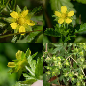 Rough cinquefoil is considered to be native to both North America and Eurasia. Flowers may develop from the axils of the upper leaves but more usually occur (as a panicle of cymes) in a terminal inflorescence on flower stalks 1-2' tall. The flowers are small (1/3-1/2") and pale yellow; the petals are distinctly heart-shaped with narrow bases and the sepals are triangular and slightly longer than petals. About 15-20 yellow stamens surround a dome-shaped, yellow receptacle covered with styles. Beneath the sepals are five green oval bracts about the same length as the sepals when the flower is in bloom. Fruits develop as dry seeds (achenes) in the persistent flower calyx. Note that rough cinquefoil’s leaves have three leaflets, common cinquefoil's leaves have five, and prairie cinquefoil's leaves have 7-11.