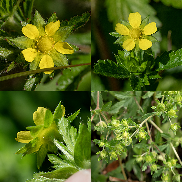 Rough cinquefoil is considered to be native to both North America and Eurasia. Flowers may develop from the axils of the upper leaves but more usually occur (as a panicle of cymes) in a terminal inflorescence on flower stalks 1-2' tall. The flowers are small (1/3-1/2") and pale yellow; the petals are distinctly heart-shaped with narrow bases and the sepals are triangular and slightly longer than petals. About 15-20 yellow stamens surround a dome-shaped, yellow receptacle covered with styles. Beneath the sepals are five green oval bracts about the same length as the sepals when the flower is in bloom. Fruits develop as dry seeds (achenes) in the persistent flower calyx. Note that rough cinquefoil’s leaves have three leaflets, common cinquefoil's leaves have five, and prairie cinquefoil's leaves have 7-11.
