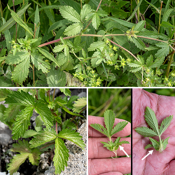 Rough cinquefoil is considered to be native to both North America and Eurasia. The plants often sprawl across the ground. The basal leaves are trifoliate and alternate on the stem, coarsely-toothed, with long (up to 4"), hairy petioles; the upper leaves are also trifoliate but the petioles become progressive shorter the higher the leaf is on the stem. Narrow, lobed stipules (small leaves) about 1" long are present at base of each petiole. Flower stems and bracts are hairy; stems are reddish-green to red. Note that rough cinquefoil’s leaves have three leaflets, common cinquefoil's leaves have five, and prairie cinquefoil's leaves have 7-11.