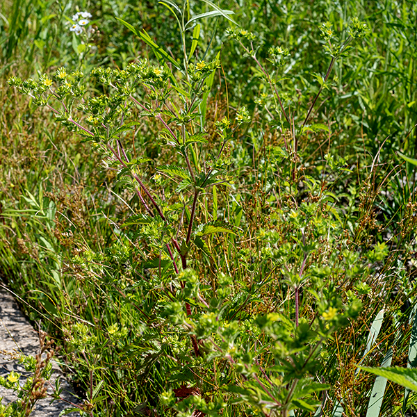 Rough cinquefoil is considered to be native to both North America and Eurasia. The subspecies "hirsuta" is usually associated with the plants in North America, but that name is no longer considered valid. The plants often sprawl across the ground. The basal leaves are trifoliate and alternate on the stem, coarsely-toothed, with long (up to 4"), hairy petioles; the upper leaves are also trifoliate but the petioles become progressive shorter the higher the leaf is on the stem. Narrow, lobed stipules (small leaves) about 1" long are present at base of each petiole. Flowers may develop from the axils of the upper leaves but more usually occur (as a panicle of cymes) in a terminal inflorescence on flower stalks 1-2' tall. The flowers are small (1/3-1/2") and pale yellow; the petals are distinctly heart-shaped with narrow bases and the sepals are triangular and slightly longer than petals. About 15-20 yellow stamens surround a dome-shaped, yellow receptacle covered with styles. Beneath the sepals are five green oval bracts about the same length as the sepals when the flower is in bloom. Fruits develop as dry seeds (achenes) in the persistent flower calyx. Flower stems and bracts are hairy; stems are reddish-green to red. Note that rough cinquefoil’s leaves have three leaflets, common cinquefoil's leaves have five, and prairie cinquefoil's leaves have 7-11.