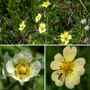 Sulfur cinquefoil flowers are 3/4" across, pale yellow with a golden center. Beneath the flowers are green bracts about the same length as the sepals but narrower. The sepals are equilateral triangles that are shorter than the petals while the petals are heart-shaped with the narrow point at the base of the petal (where the yellow color is often more intense). There are 25-30 stamens surrounding the central receptacle; the anthers have one or more central dark spots contrasting strongly with the generally yellow anther (but these spots may be difficult to see).  Sulfur cinquefoil is similar to prairie cinquefoil, but sulfur cinquefoil's flowers are yellow, not cream colored and its leaves are palmately compound, not pinnate. After fertilization, the sepals close over the ovary forming a capsule around the maturing seeds. The seeds are dry achenes less than 2 mm long with a coarsely wrinkled, brown surface. Sulfur cinquefoil was accidentally introduced to North America from Europe; the first recorded observation was in Montreal in 1852. By 1879, sulfur cinquefoil had become naturalized in New York state; by 1900, it was spreading across New England and the upper midwest. (So sulfur cinquefoil probably wasn't around for the Columbian Exposition in Jackson Park in 1893.) It spreads aggressively in disturbed areas.