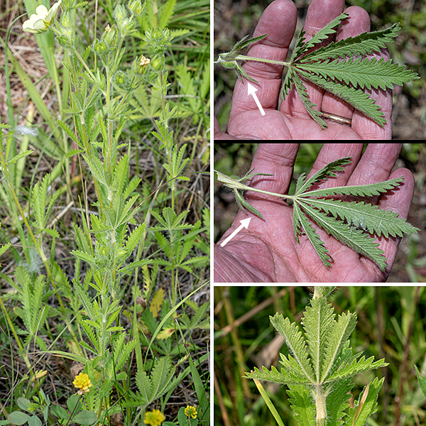 Sulfur cinquefoil starts as a few basal leaves in a low rosette but bolts in late spring to become 1-2.5' tall with numerous branches in the upper third of the plant. The stems are circular in section, light green, reddish green, or white in color, and covered with long, white, spreading hairs (densest in younger stems). The leaves are palmately compound, the lower leaves with 5-9 leaflets, the upper with 3-5; the leaflets are VERY coarsely toothed (reminiscent of marijuana). There are a pair of stipules where the leaf petioles join the stems. Both the stems and petioles are covered with long, spreading hairs. Sulfur cinquefoil was accidentally introduced to North America from Europe; the first recorded observation was in Montreal in 1852. By 1879, sulfur cinquefoil had become naturalized in New York state; by 1900, it was spreading across New England and the upper midwest. (So sulfur cinquefoil probably wasn't around for the Columbian Exposition in Jackson Park in 1893.) It spreads aggressively in disturbed areas.
