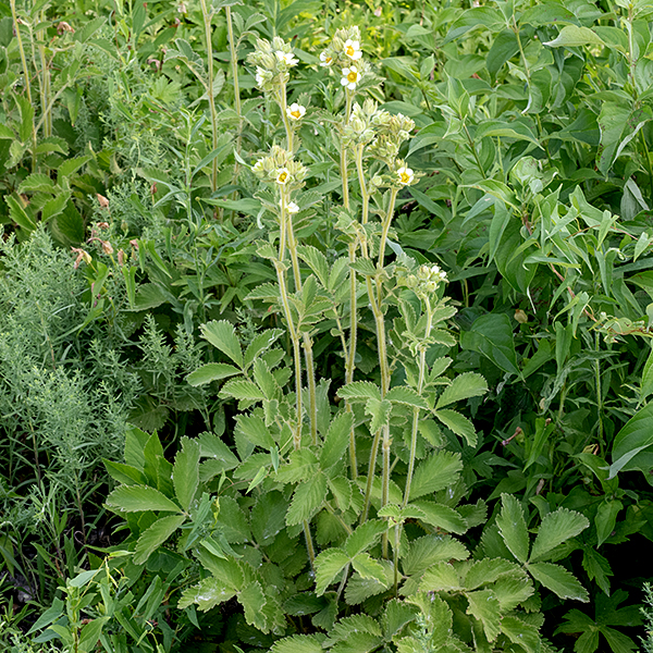 Sulfur cinquefoil starts as a few basal leaves in a low rosette but bolts in late spring to become 1-2.5' tall with numerous branches in the upper third of the plant. The stems are circular in section, light green, reddish green, or white in color, and covered with long, white, spreading hairs (densest in younger stems). The leaves are palmately compound, the lower leaves with 5-9 leaflets, the upper with 3-5; the leaflets are VERY coarsely toothed (reminiscent of marijuana). There are a pair of stipules where the leaf petioles join the stems. Both the stems and petioles are covered with long, spreading hairs. The flowers are 3/4" across, pale yellow with a golden center. Beneath the flowers are green bracts about the same length as the sepals but narrower. The sepals are equilateral triangles that are shorter than the petals while the petals are heart-shaped with the narrow point at the base of the petal (where the yellow color is often more intense). There are 25-30 stamens surrounding the central receptacle; the anthers have one or more central dark spots contrasting strongly with the generally yellow anther (but these spots may be difficult to see).  Sulfur cinquefoil is similar to prairie cinquefoil, but sulfur cinquefoil's flowers are yellow, not cream colored and its leaves are palmately compound, not pinnate. After fertilization, the sepals close over the ovary forming a capsule around the maturing seeds. The seeds are dry achenes less than 2 mm long with a coarsely wrinkled, brown surface. Sulfur cinquefoil was accidentally introduced to North America from Europe; the first recorded observation was in Montreal in 1852. By 1879, sulfur cinquefoil had become naturalized in New York state; by 1900, it was spreading across New England and the upper midwest. (So sulfur cinquefoil probably wasn't around for the Columbian Exposition in Jackson Park in 1893.) It spreads aggressively in disturbed areas.