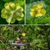 Common cinquefoil is a sprawling plant less than a foot tall that produces numerous prostrate stolons up to 3' long. Both the stems and the stolons are initially green but become more reddish. The leaves are alternate and palmately compound with five leaflets, each with serrated margins; the leaflets are three to four times longer than wide. The sparse flowers develop singly on long pedicels that arise from the axil of some compound leaves. They are bright yellow and 1/2" across with triangular sepals shorter than petals; the petals are narrowest at their base and usually rounded at their distal edge. About 20 stamens with yellow anthers (turning reddish with age) surrounded a central mass of styles. Common cinquefoil has flowers and leaves that are superficially similar to those of mock strawberry (Duchesnea indica). However, the leaves of common cinquefoil have extremely sharp-edged, well-defined teeth on the leaf margins (strongly resembling the edge of a hand saw), not the bluntly-tipped teeth of mock strawberry. The five small bracts (leaves) just below the sepals in mock strawberry, each with three pointed lobes at its tip, are present in both the flowers and berries are diagnostic of mock strawberry; they are absent in common cinquefoil. Note that rough cinquefoil’s leaves have three leaflets, common cinquefoil's leaves have five, and prairie cinquefoil's leaves have 7-11 leaflets.