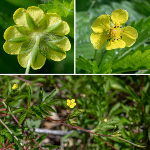 Common cinquefoil is a sprawling plant less than a foot tall that produces numerous prostrate stolons up to 3' long. Both the stems and the stolons are initially green but become more reddish. The leaves are alternate and palmately compound with five leaflets, each with serrated margins; the leaflets are three to four times longer than wide. The sparse flowers develop singly on long pedicels that arise from the axil of some compound leaves. They are bright yellow and 1/2" across with triangular sepals shorter than petals; the petals are narrowest at their base and usually rounded at their distal edge. About 20 stamens with yellow anthers (turning reddish with age) surrounded a central mass of styles. Common cinquefoil has flowers and leaves that are superficially similar to those of mock strawberry (Duchesnea indica). However, the leaves of common cinquefoil have extremely sharp-edged, well-defined teeth on the leaf margins (strongly resembling the edge of a hand saw), not the bluntly-tipped teeth of mock strawberry. The five small bracts (leaves) just below the sepals in mock strawberry, each with three pointed lobes at its tip, are present in both the flowers and berries are diagnostic of mock strawberry; they are absent in common cinquefoil. Note that rough cinquefoil’s leaves have three leaflets, common cinquefoil's leaves have five, and prairie cinquefoil's leaves have 7-11 leaflets.