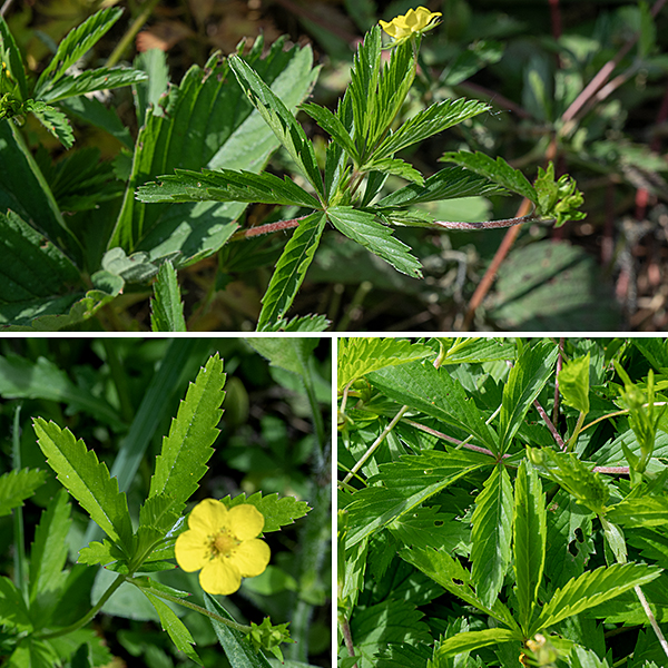 Common cinquefoil is a sprawling plant less than a foot tall that produces numerous prostrate stolons up to 3' long. Both the stems and the stolons are initially green but become more reddish. The leaves are alternate and palmately compound with five leaflets, each with serrated margins; the leaflets are three to four times longer than wide. The sparse flowers develop singly on long pedicels that arise from the axil of some compound leaves. They are bright yellow and 1/2" across with triangular sepals shorter than petals; the petals are narrowest at their base and usually rounded at their distal edge. About 20 stamens with yellow anthers (turning reddish with age) surrounded a central mass of styles. Common cinquefoil has flowers and leaves that are superficially similar to those of mock strawberry (Duchesnea indica). However, the leaves of common cinquefoil have extremely sharp-edged, well-defined teeth on the leaf margins (strongly resembling the edge of a hand saw), not the bluntly-tipped teeth of mock strawberry. The five small bracts (leaves) just below the sepals in mock strawberry, each with three pointed lobes at its tip, are present in both the flowers and berries are diagnostic of mock strawberry; they are absent in common cinquefoil. Note that rough cinquefoil’s leaves have three leaflets, common cinquefoil's leaves have five, and prairie cinquefoil's leaves have 7-11 leaflets.