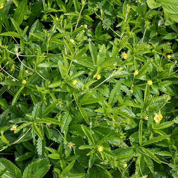Common cinquefoil is a sprawling plant less than a foot tall that produces numerous prostrate stolons up to 3' long. Both the stems and the stolons are initially green but become more reddish. The leaves are alternate and palmately compound with five leaflets, each with serrated margins; the leaflets are three to four times longer than wide. The sparse flowers develop singly on long pedicels that arise from the axil of some compound leaves. They are bright yellow and 1/2" across with triangular sepals shorter than petals; the petals are narrowest at their base and usually rounded at their distal edge. About 20 stamens with yellow anthers (turning reddish with age) surrounded a central mass of styles. Common cinquefoil has flowers and leaves that are superficially similar to those of mock strawberry (Duchesnea indica). However, the leaves of common cinquefoil have extremely sharp-edged, well-defined teeth on the leaf margins (strongly resembling the edge of a hand saw), not the bluntly-tipped teeth of mock strawberry. The five small bracts (leaves) just below the sepals in mock strawberry, each with three pointed lobes at its tip, are present in both the flowers and berries are diagnostic of mock strawberry; they are absent in common cinquefoil. Note that rough cinquefoil’s leaves have three leaflets, common cinquefoil's leaves have five, and prairie cinquefoil's leaves have 7-11 leaflets.