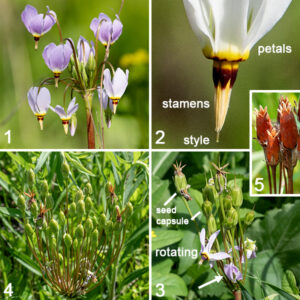 Shooting star's smooth, leafless flower stalk is reddish-green, bearing 6-20 (sometimes up to 40) nodding flowers at its apex that are suspended from delicate pedicels.  Each flower has a green calyx with five short, triangular green lobes, five white or pale lavender petals reflexed backwards (upwards) and often twisted along their lengths. A "reproductive cone" (five yellow to purple stamens tightly appressed around a single, purplish-green central style) extends down from the yellow petal bases. The fruit is a short, ovoid seed pod, initially green, turning reddish-brown with maturity, 1/4-3/4" long with a pointed tip that is oriented vertically (the curvature of the pedicel reverses after fertilization); it is filled with small, dark seeds. The flowers of shooting star are superficially similar to those of horse nettle (Solanum carolinense) but the latter do not hang from a long stalk like shooting star (and have lots of prickles and spines that shooting star lacks). The convergent evolution of "reproductive cones" in both shooting star and horse nettle is an adaption to increase the efficiency of buzz pollination by large bees, especially bumblebees. The older name for this species ("Dodecatheon meadia") is no longer considered valid.