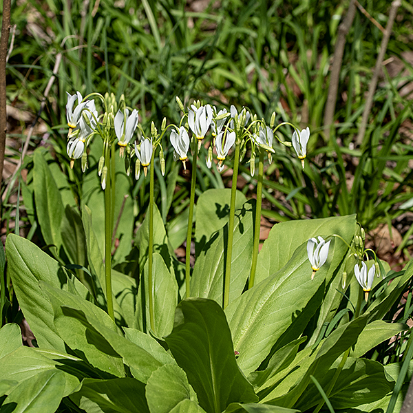 In shooting star, the leaves are restricted to a basal rosette; when the flower stalk emerges from the basal rosette, the plant can reach heights of 1-1.5' tall. The (basal) leaves are up to 12" long (more commonly, 6") and 2.5" wide, oblong with rounded tips and a tapered base, hairless with  smooth margins. The smooth, leafless flower stalk is reddish-green, bearing 6-20 (sometimes up to 40) nodding flowers at its apex that are suspended from delicate pedicels. The older name for this species ("Dodecatheon meadia") is no longer considered valid.